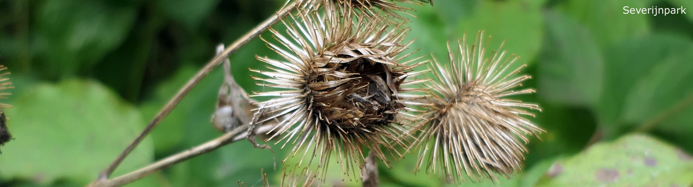 Severijnpark (Eindhoven)