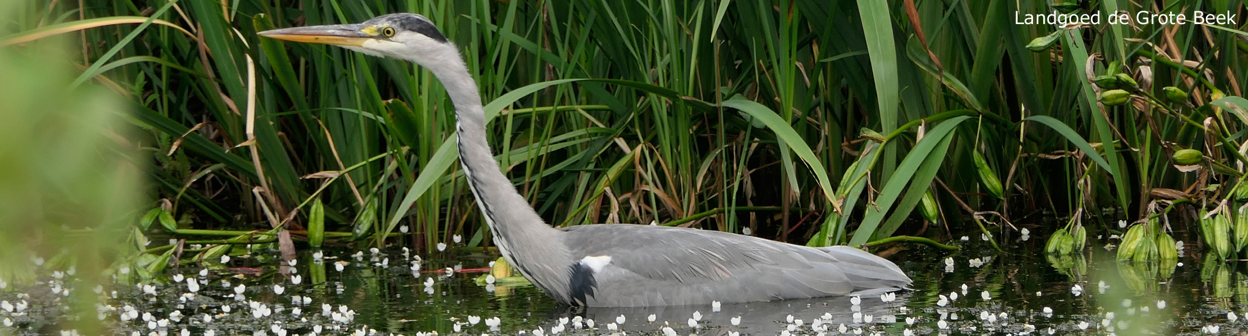 Landgoed de Grote Beek (Vijver)