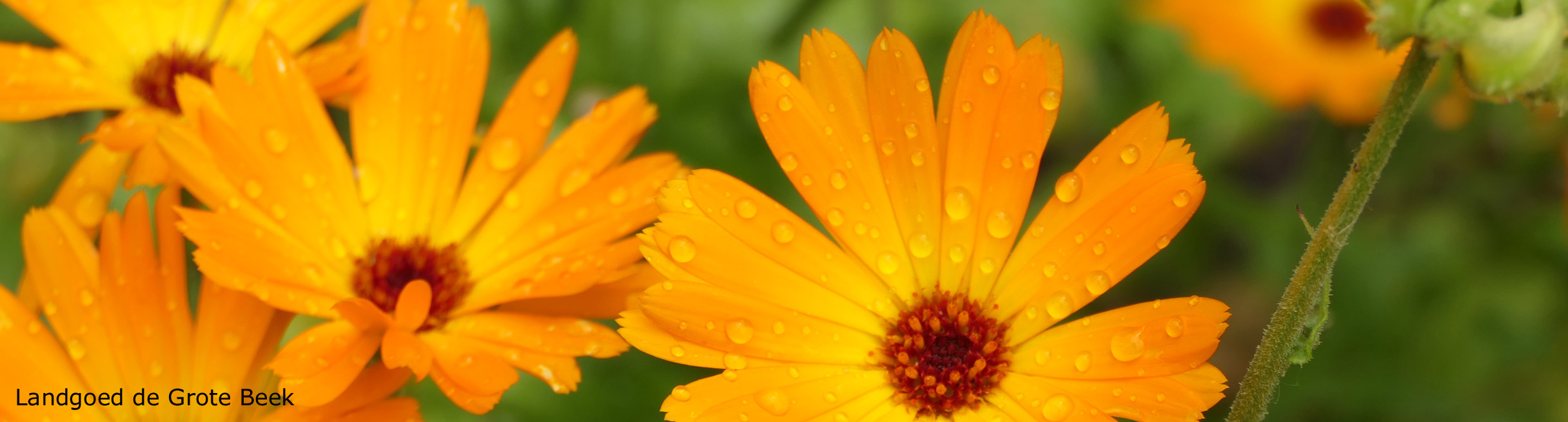 Landgoed de Grote Beek (De Tuin)